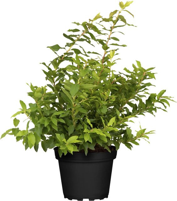 Heidelbeere Lucky Berry Vaccinium corymbos von GROW by OBI im Topf - Bild 1