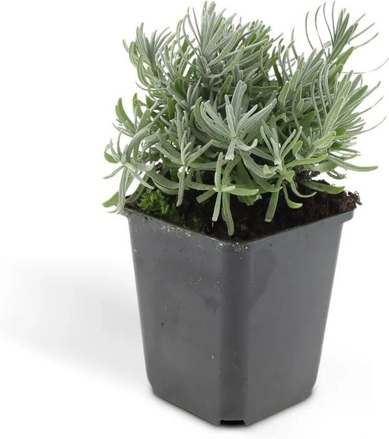 Exotenherz Lavendel Set Lavandula Angustifolia Hidcote Echter Lavendel in lila und grün, 60 Pflanzen im 9cm Topf - Bild 1