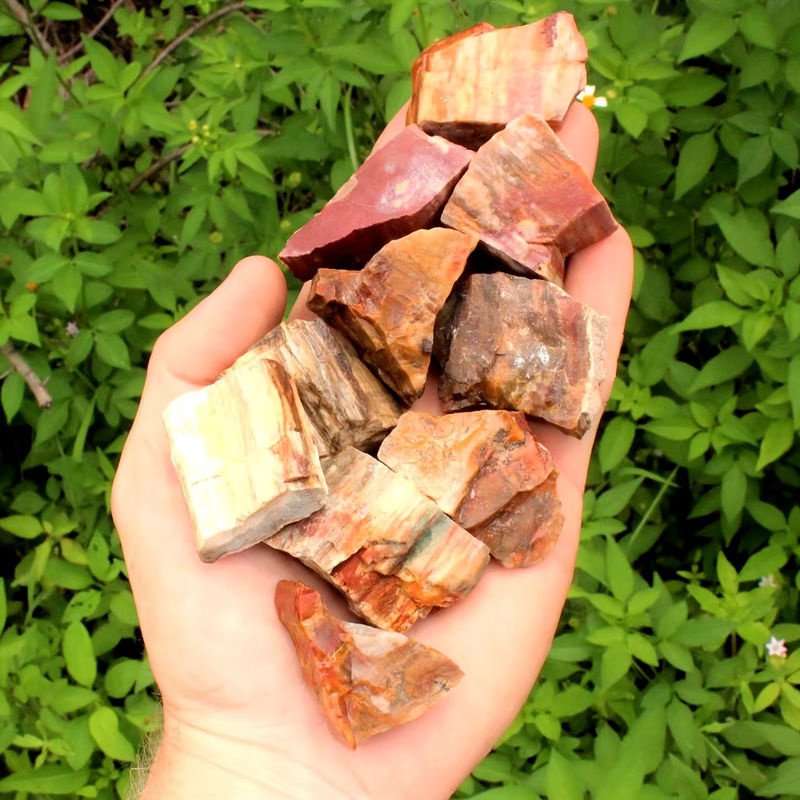 CrystalHola Natürlicher versteinertes Holz Rohstein in Mehrfarbig mit erhaltenen Holzmaserungen und Mineralien für deine Dekoration - Bild 2