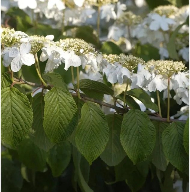 Viburnum plicatum Etagen Schneeball Mariesii weiße Gartenpflanze für den Außenbereich, Höhe: 60-80 cm - Bild 1