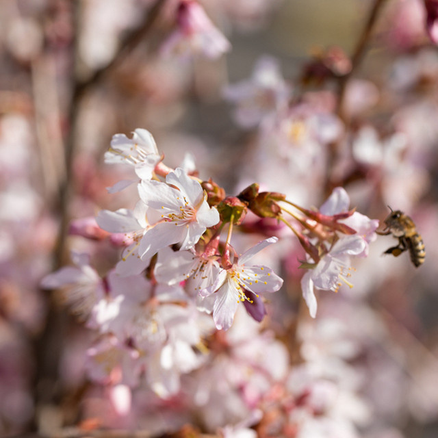 Japanische Blütenkirsche Prunus Ruby in Rosa als Zierstrauch von Mein schöner Garten Shop - Bild 1