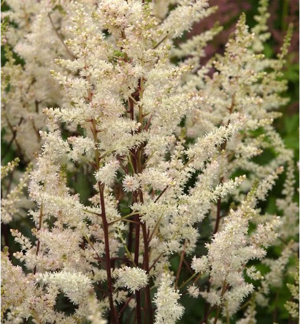 Astilbe arendsii Weiße Gloria Prachtspiere als weißer Bodendecker und Schnittblume von Nr-01.de - Bild 1