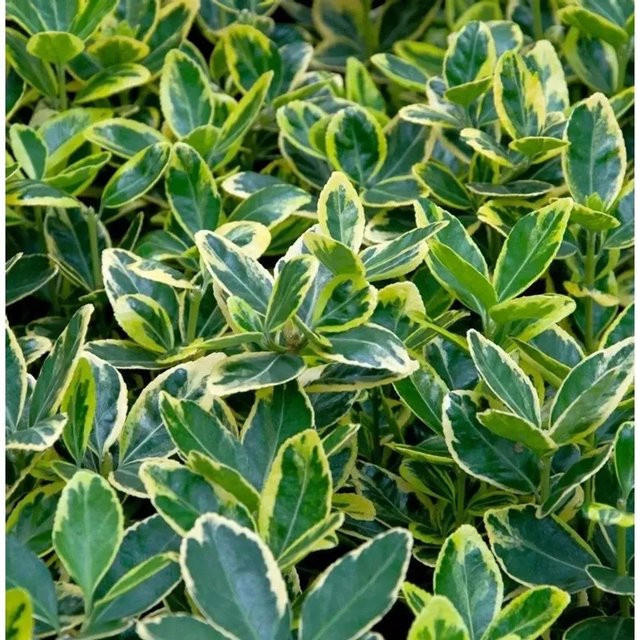 Immergrüner Japanspindel Marieke Euonymus japonicus als Hochstamm, grüngelb, Höhe: 60-80 cm - Bild 1