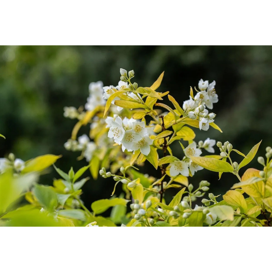 Philadelphus Coronarius Aureus Duftjasmin Goldgelb Zierstrauch 60–80 cm - Bild 2