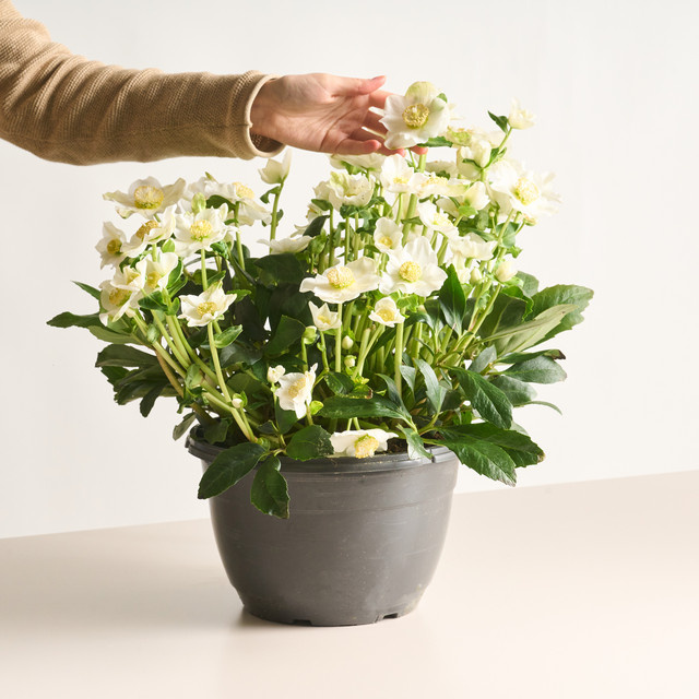 Christrose Niger XL Helleborus Staude von BLUME2000 - Bild 1