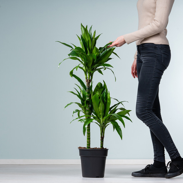 Drachenbaum Dracaena Janet Craig XL von BLUME2000, Grün, Höhe: 120 cm - Bild 1