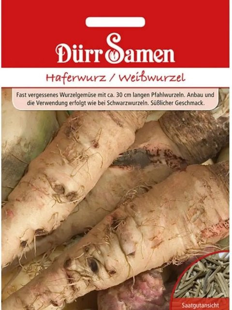 Dürr Samen Haferwurz Weißwurzel Saatgut - Bild 1