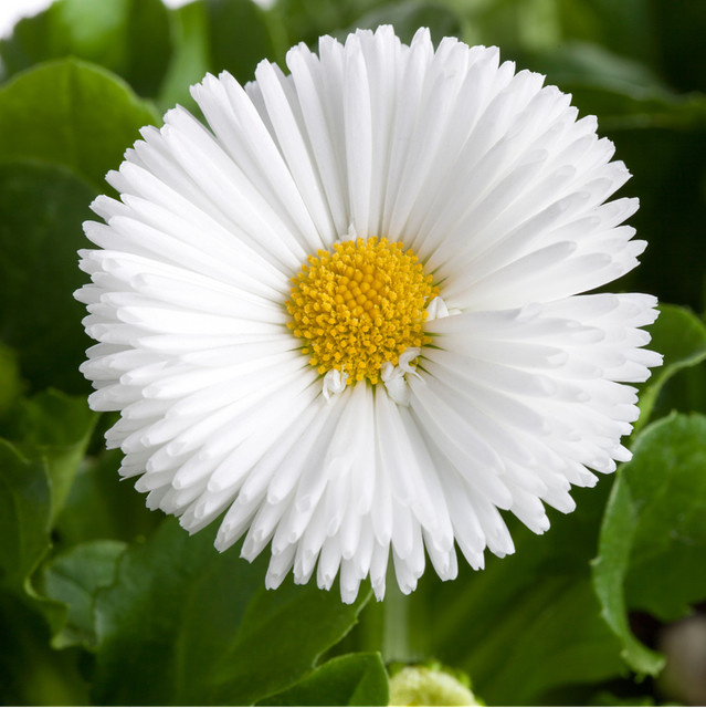 Weiße Bellis Gänseblümchen als mehrjährige Zierpflanze von Mein schöner Garten Shop - Bild 1