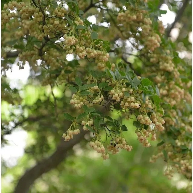 Enkianthus campanulatus Prachtglocke Prettycoat in Weiß, Grün und Rot, Höhe: 30-40 cm - Bild 1