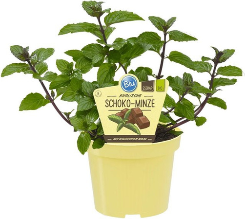 Blu Bio-Schokoladenminze Mentha als Topfpflanze