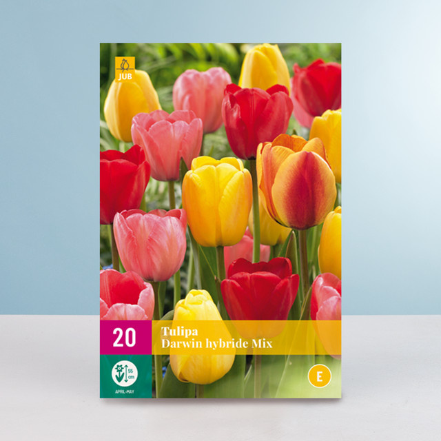 Tulpen Darwin Hybrid Mix Zwiebeln von BLUME2000, 20 Stück - Bild 1