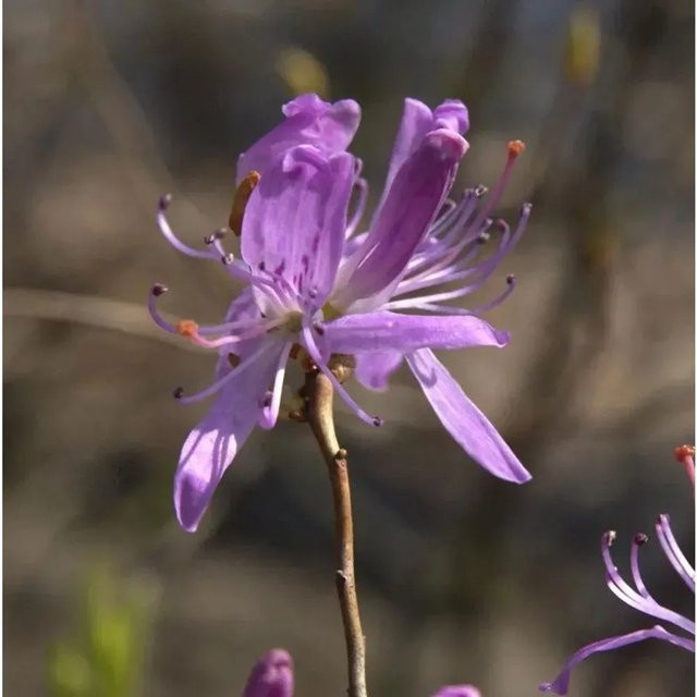 Kanadische Azalee Rhododendron canadense von Nr-01.de, Höhe: 40-50 cm - Bild 1