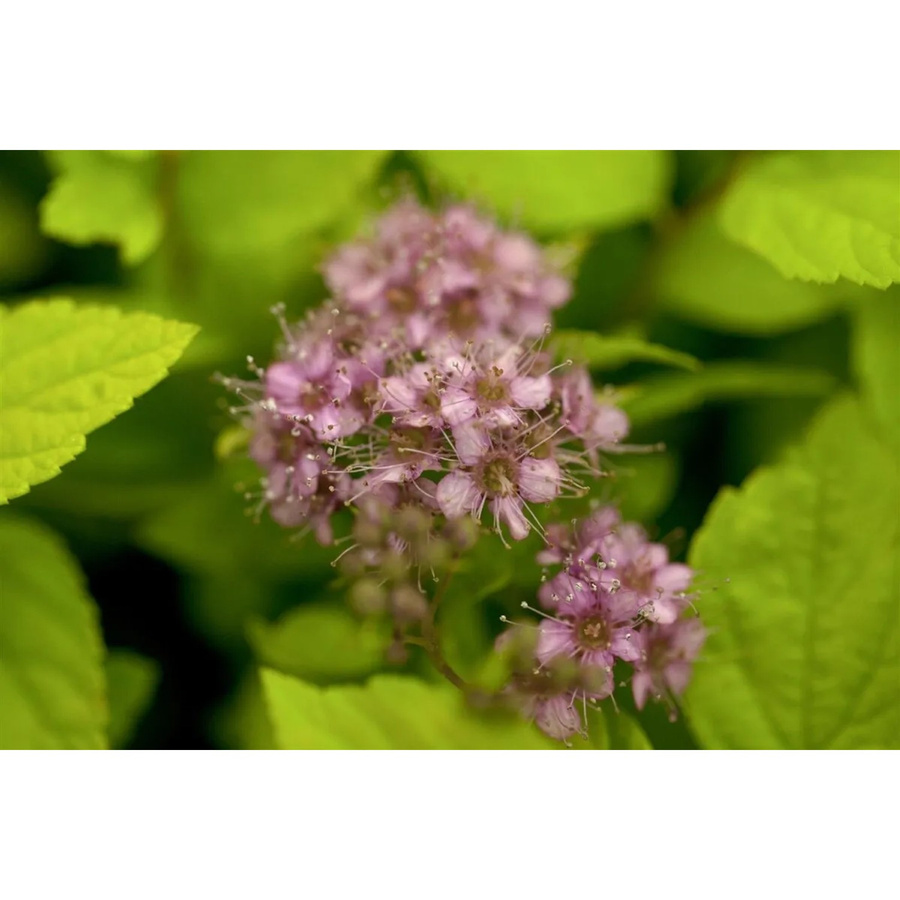 Spiraea Japonica Goldflame Japanische Spiere Goldgelb, pflegeleichte Pflanze für dich, 20–30 cm - Bild 2