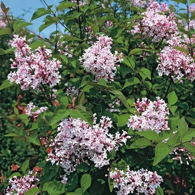 Arborix Zwergflieder Superba Syringa microphylla reichblühender Strauch im Container Höhe: 40 bis 60 cm - Bild 1