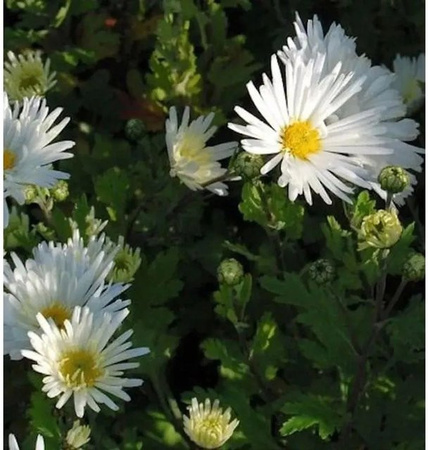 Winteraster Schneesturm Chrysanthemum hortorum als mehrjährige Gartenpflanze