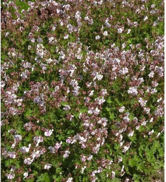Storchenschnabel Geranium cantabrigiense als wintergrüne Gartenstaude von Nr-01.de - Bild 1