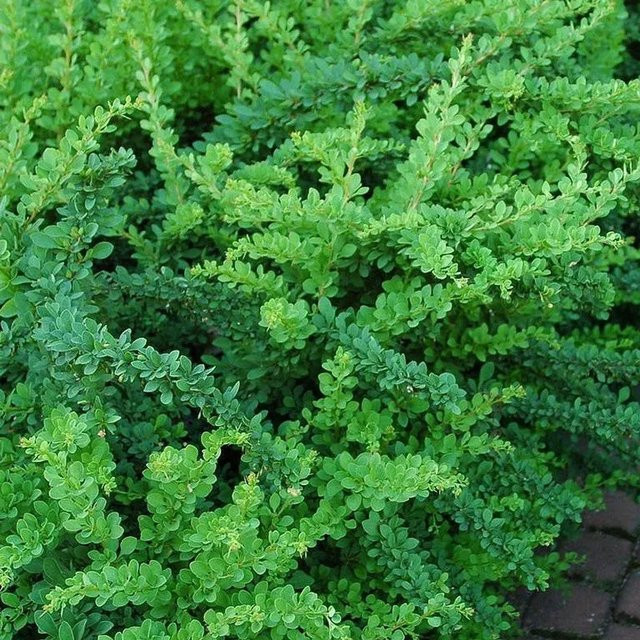 Arborix Berberitze Green Carpet Berberis thunbergii als bodendeckender Zierstrauch im Container - Bild 1