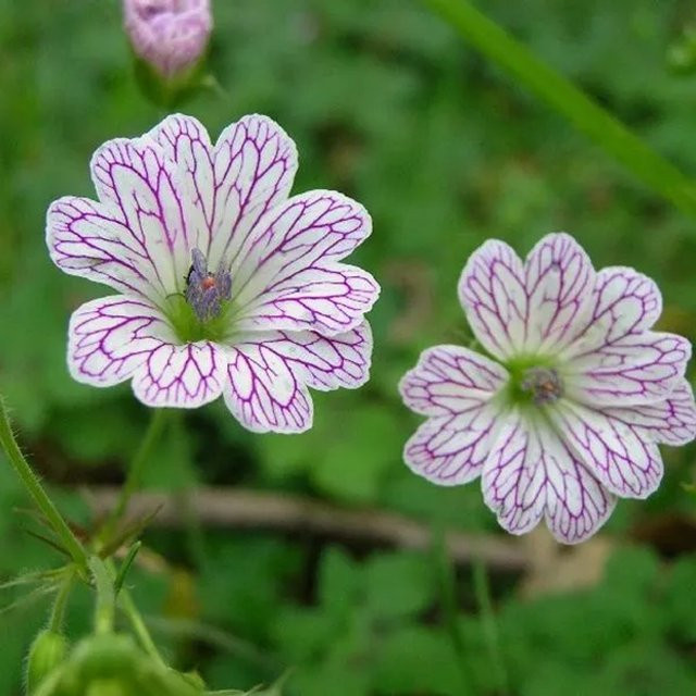 6er Set Arborix Storchschnabel Geranium versicolor als mehrjährige Beetrandpflanze in 9 cm Töpfen mit weißen, lila und rosa Blüten - Bild 1