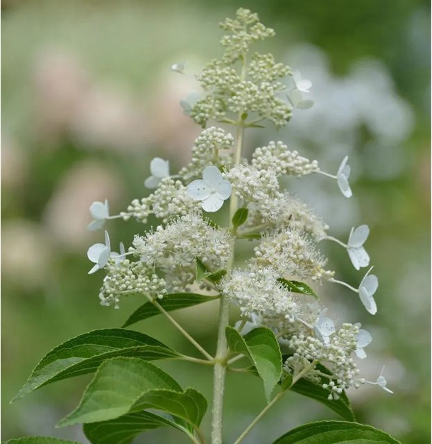 Rispenhortensie Kyushu Hydrangea paniculata weiß, Höhe: 125-150 cm - Bild 1