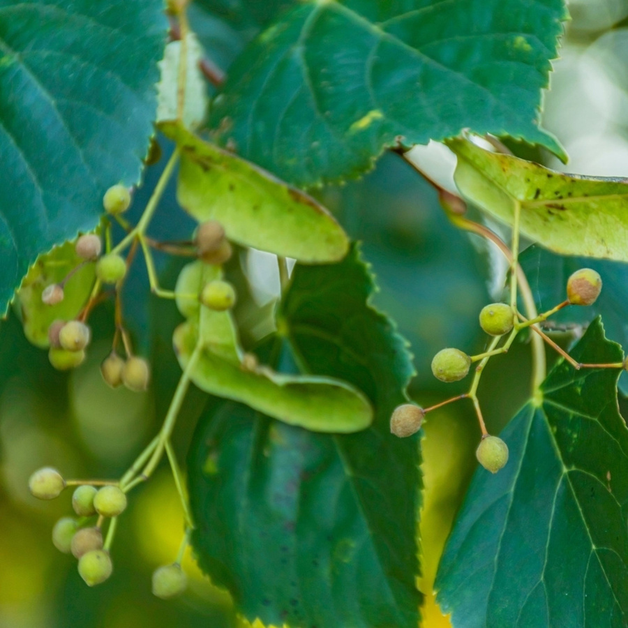 BIO Winterlinde Kwekerij Koperwiek Baum zur Gartenbepflanzung - Bild 2