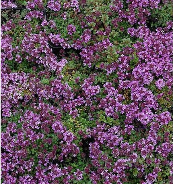 Doerflers Teppich Thymian Thymus praecox als Bodendecker für Garten und Pflanzgefäße - Bild 1