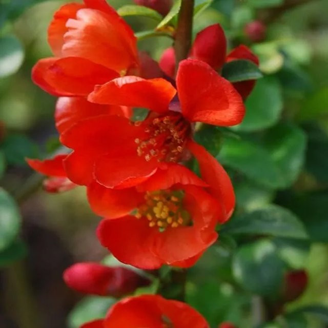 Arborix Zierquitte Sargentii Chaenomeles japonica im Container, fruchttragender Zierstrauch für den Außenbereich, Höhe: 30 bis 40 cm - Bild 1