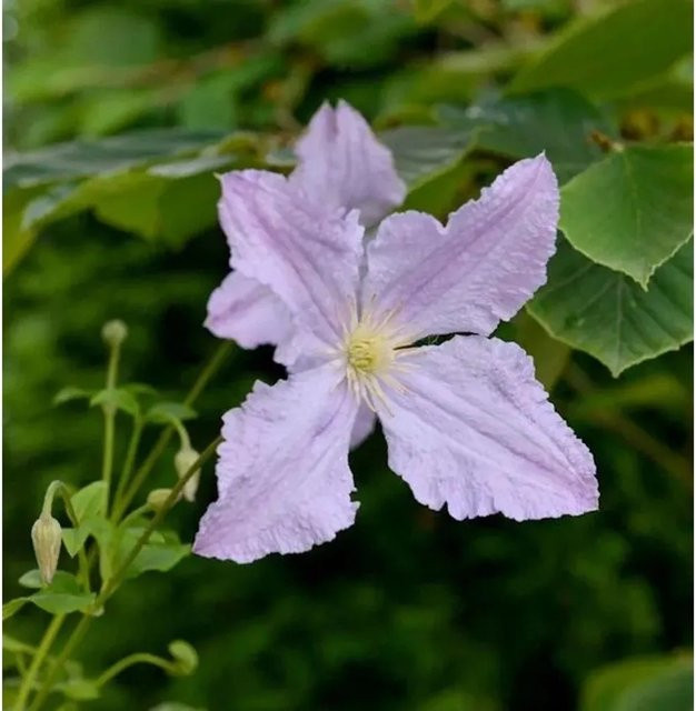 Clematis Blue Angel Kletterpflanze in Blau, Höhe: 40-60 cm - Bild 1