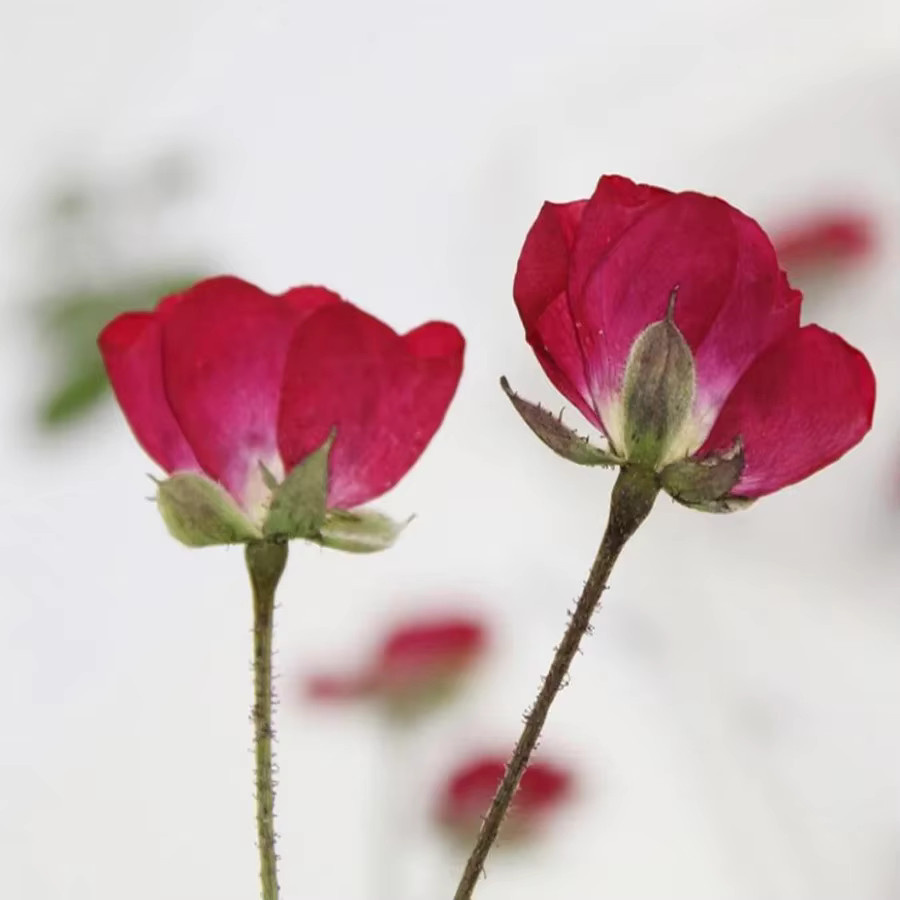 60 Stück getrocknete rote chinesische Rosen als gepresste Blumen für DIY Schmuck, Lesezeichen und Bastelarbeiten von DRtrade - Bild 2