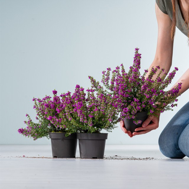 3er Set Erica cinerea Violette Grauheide von BLUME2000 - Bild 1