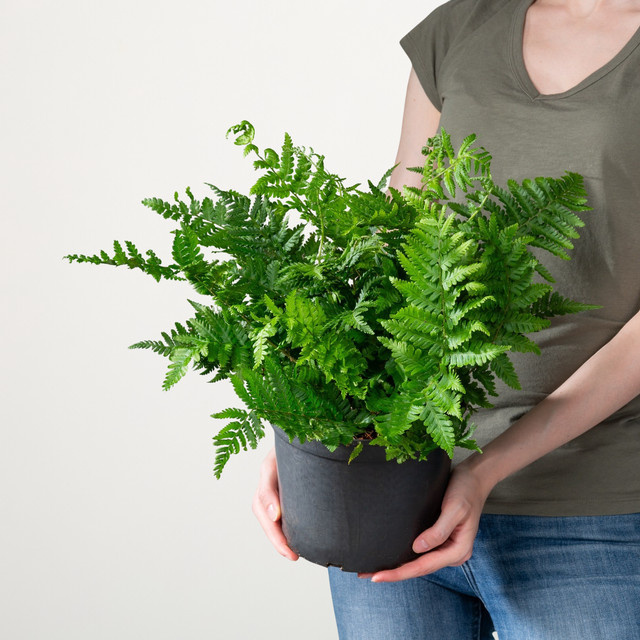 Wurmfarn Dryopteris filix mas von BLUME2000, pflegeleichte Zimmerpflanze für schattige Standorte - Bild 1