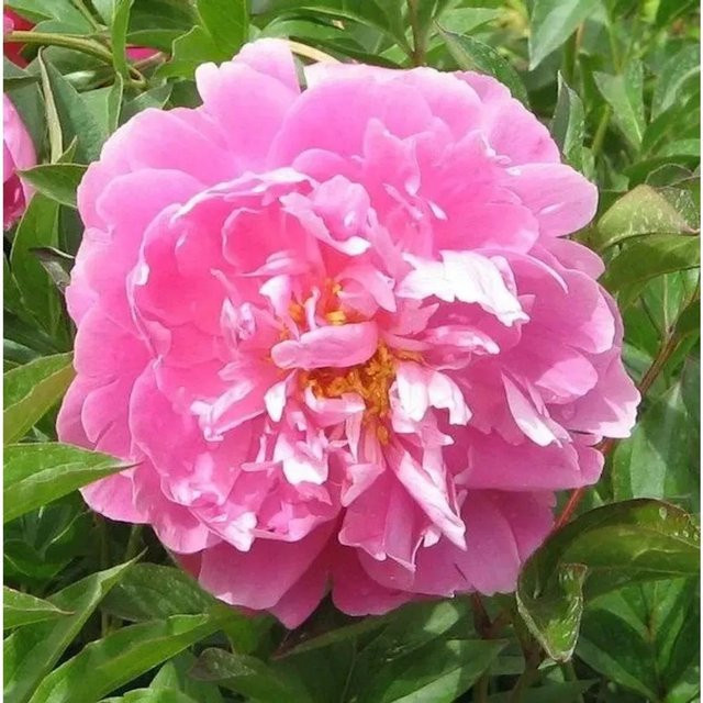 Edelpfingstrose Monsieur Jules Elie Paeonia actiflora in Pink - Bild 1