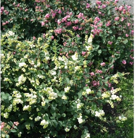 Symphoricarpos doorenbosii Amethystbeere Magical Galaxy Beerenstrauch in Grün und Weiß, Höhe: 30-40 cm