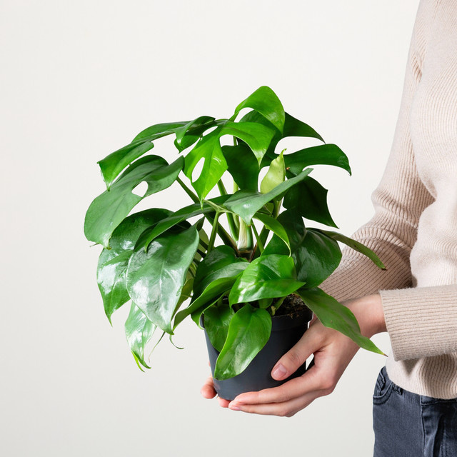 Monstera Minima Zimmerpflanze von BLUME2000 in Grün - Bild 1