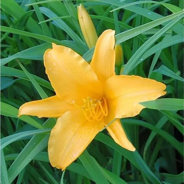 Hemerocallis Taglilie Aten als Gartenstaude für Beet und Staudengärten - Bild 1