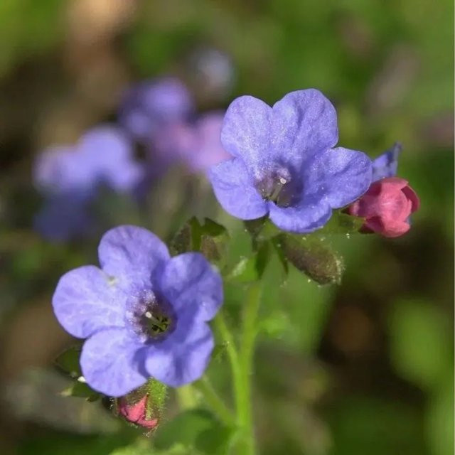 Lungenkraut Pulmonaria saccharata Frühlingshimmel von Nr-01.de als mehrjährige Pflanze im Topf - Bild 1