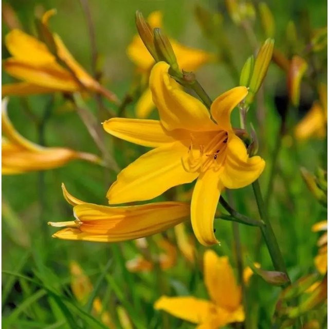 Taglilie Thumbelina Hemerocallis als mehrjährige Staudenpflanze für Beet und Garten - Bild 1