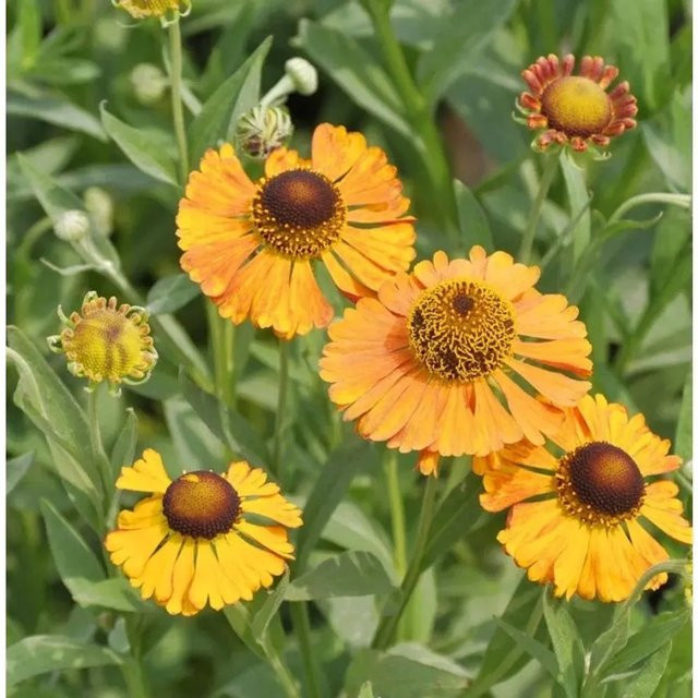 Helenium Sonnenbraut Zimbelstern Beetpflanze in Orange - Bild 1