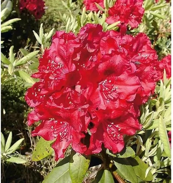 INKARHO Rhododendron Erato Alpenrose großblumiger Strauch für den Außenbereich - Bild 1