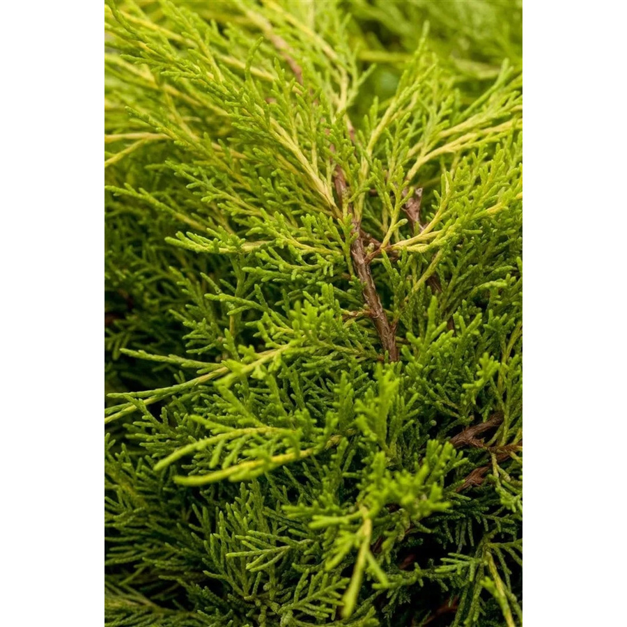 Juniperus Media Old Gold Wacholder Goldgelb als Zierstrauch und Heckenpflanze, Höhe: 60–80 cm - Bild 2