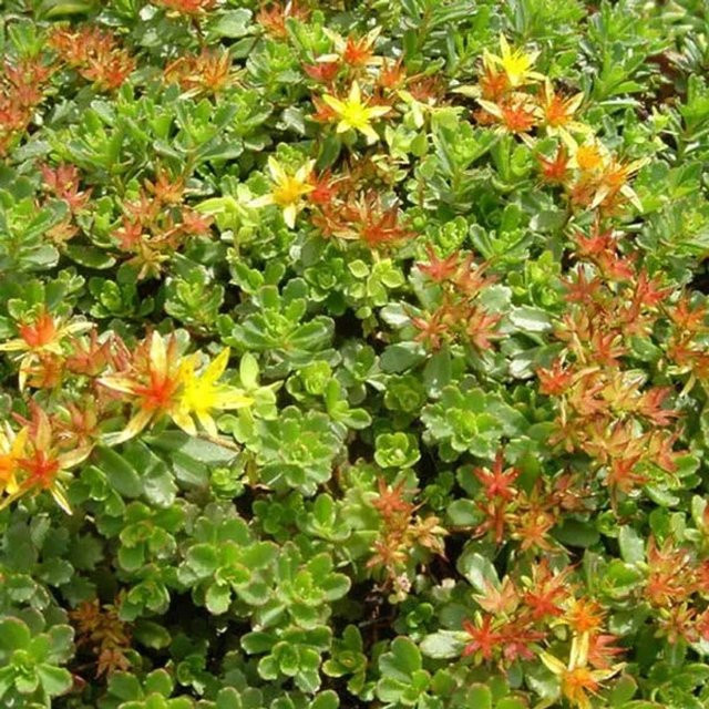 6er Set Fetthenne Weihenstephaner Gold Sedum floriferum Schmetterlingspflanze im 9cm Topf von arborix - Bild 1