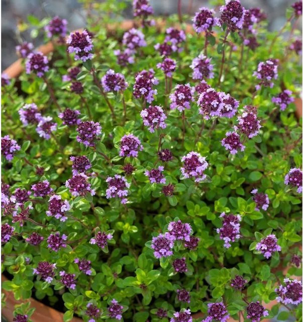 Rosenduft-Thymian Caborn Wine and Roses Thymus cult cultivar, pink/purple, Topfpflanze für Garten und Küche - Bild 1