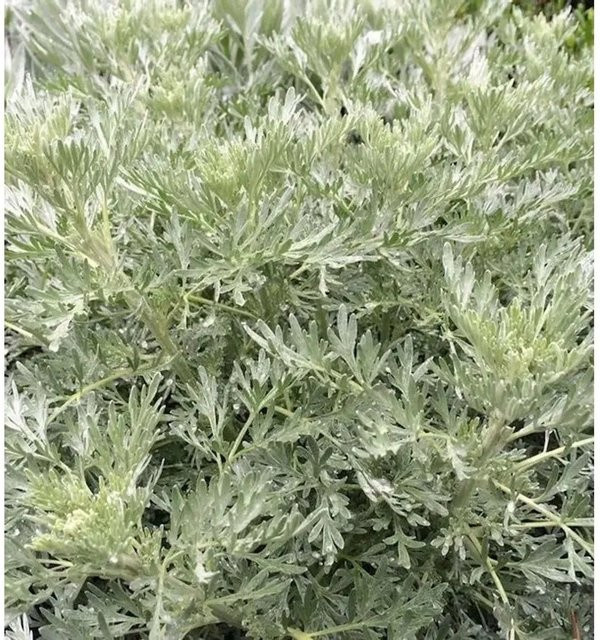 Nr-01.de Eberraute Powis Castle Artemisia abrotanum als mehrjährige Staude im Topf, Grün - Bild 1