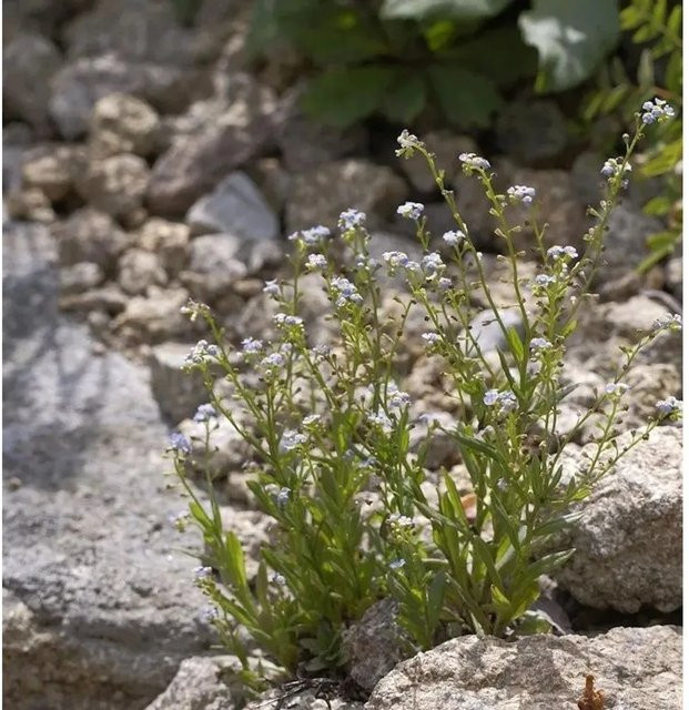 Sumpfvergißmeinnicht Myosotis scorpioides blaue Wasserpflanze für Bach- und Teichränder von Nr-01.de - Bild 1