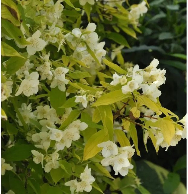 Philadelphus coronarius Gelber Europäischer Pfeifenstrauch als Heckenpflanze in Weiß und Gelb - Bild 1