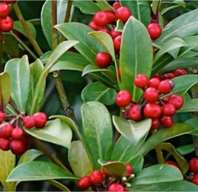Skimmia japonica Japanische Skimmie Bremen Großstrauch in Grün und Rot, Höhe: 20-25 cm - Bild 1