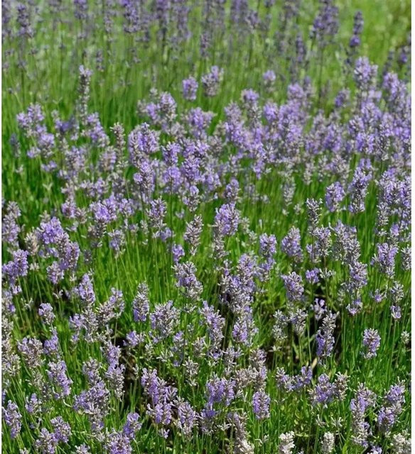Lavandula intermedia Lavendel Dutch lila Stauden für den Garten - Bild 1