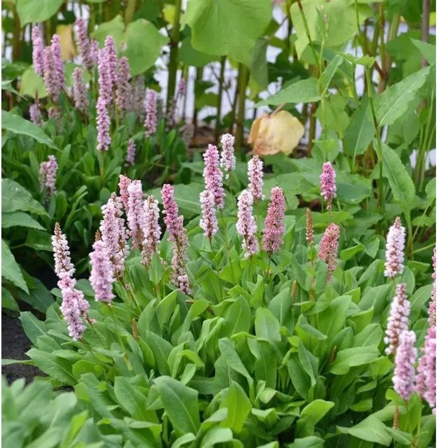 Kerzenknöterich Rowden Gem Persicaria amplexicaulis als winterharte Staude für den Außenbereich - Bild 1
