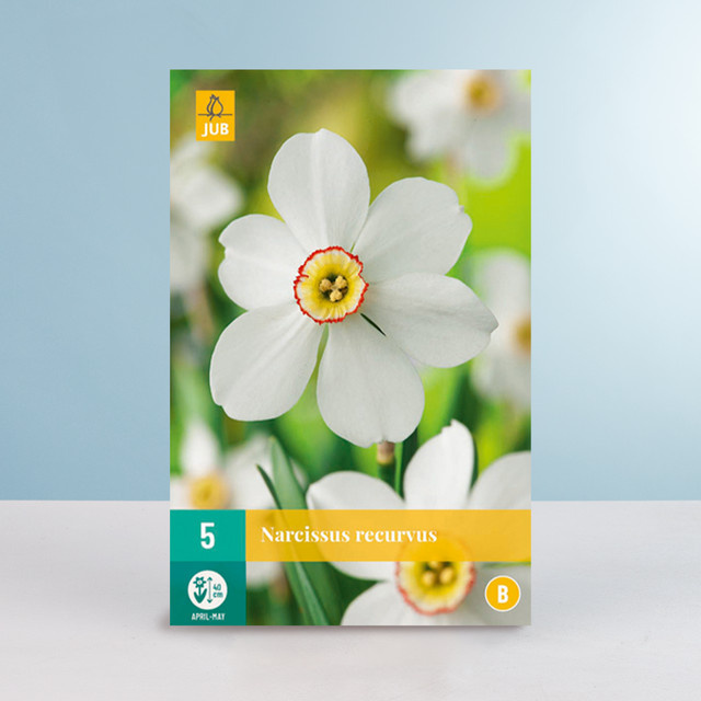 Dichternarzisse Recurvus von BLUME2000 mit 5 Zwiebeln - Bild 1