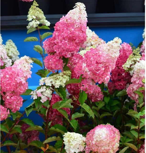 Rispenhortensie Fraise Melba Hydrangea paniculata in Weiß, Rot und Pink, Höhe: 60-80 cm - Bild 1