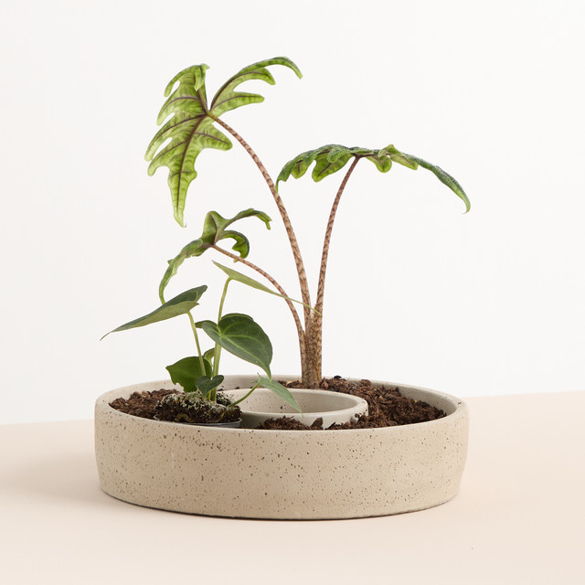 Betonring BLUME2000 Grau für die Frühlingsdekoration auf dem Tisch, B/T/H: 26,0 x 12,0 x 6,0 cm - Bild 1